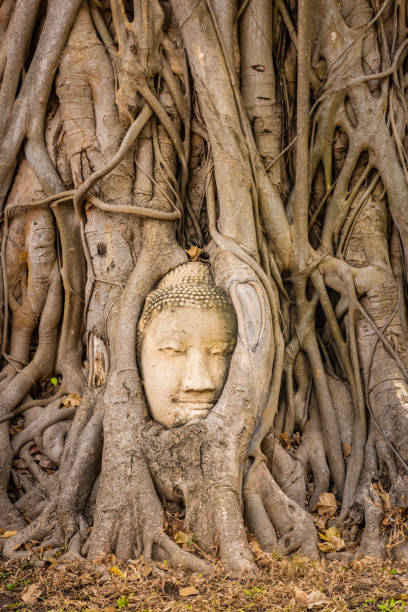 istock Buddha head embedded in a Banyan Tree in Ayutthaya, Thailand 1381366509