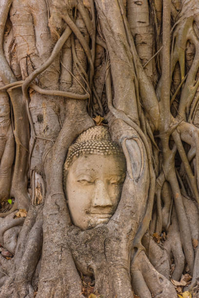 istock Buddha head embedded in a Banyan Tree in Ayutthaya, Thailand 1381367612