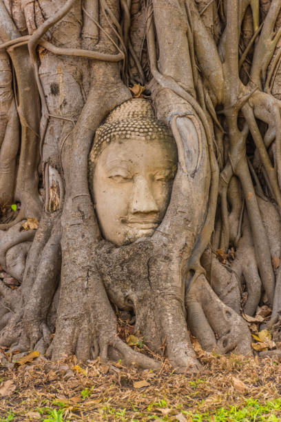 istock Buddha head embedded in a Banyan Tree in Ayutthaya, Thailand 1381369691