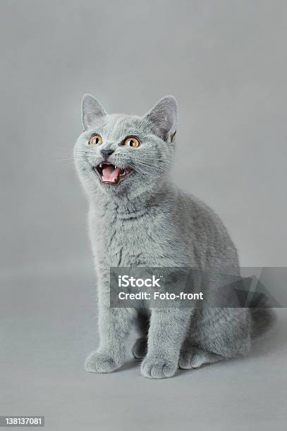 British Shorthair Kitten Stock Photo - Download Image Now - Domestic Cat, Gray Color, Animal