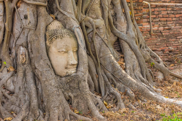 istock Buddha head embedded in a Banyan Tree in Ayutthaya, Thailand 1381372927