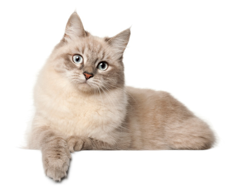 View of Siberian cat, in front of white background