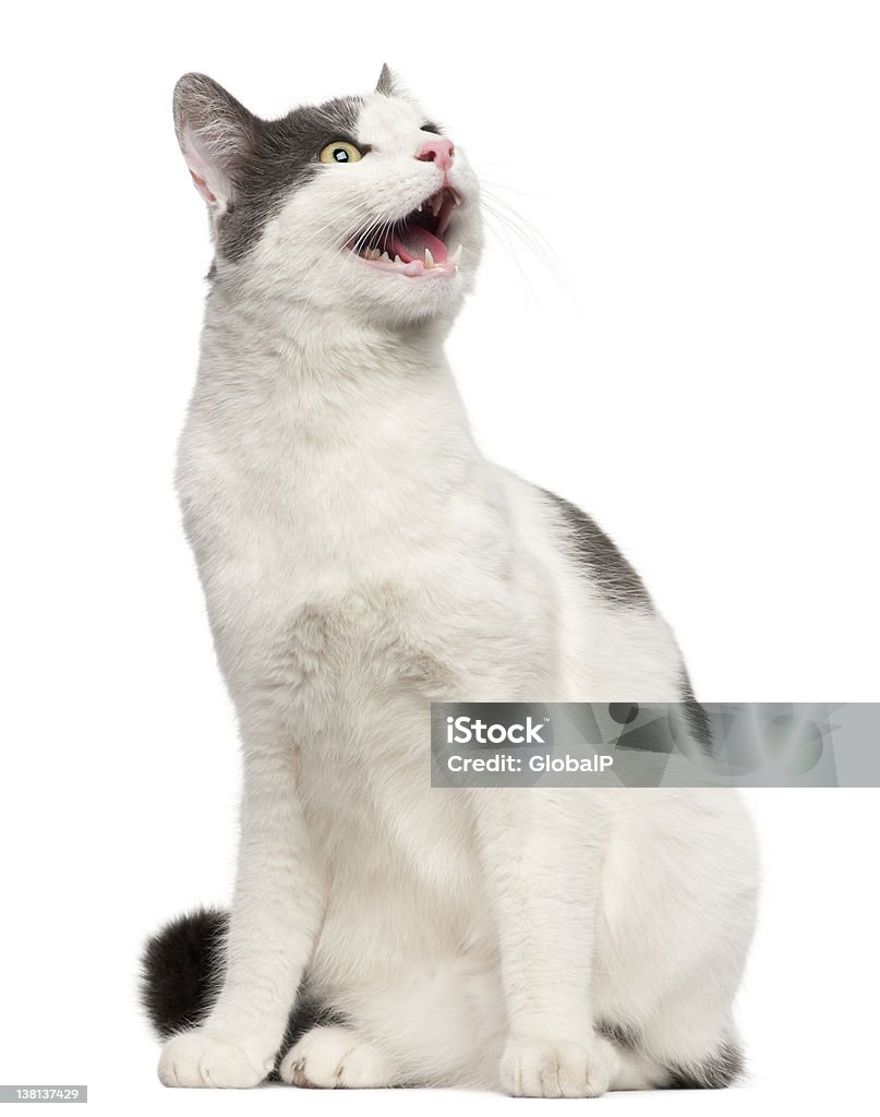猫のシューっと威嚇する前に、白色背景 - カ��ットアウトのロイヤリティフリーストックフォト