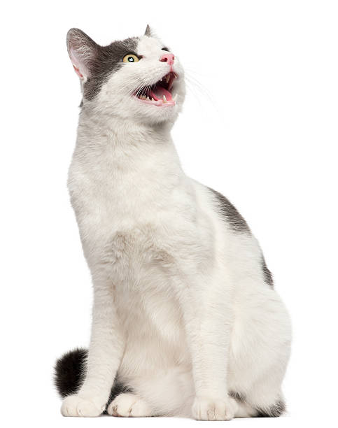 istock Cat hissing in front of white background 138137429
