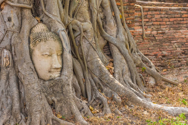istock Buddha head embedded in a Banyan Tree in Ayutthaya, Thailand 1381375097