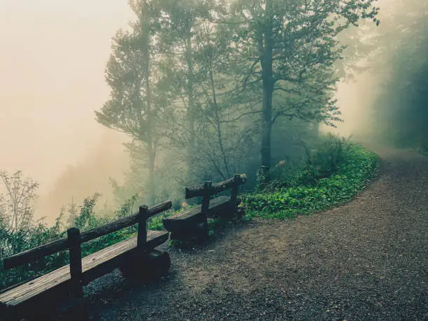 Photo of Benches in the Black Forest when there is fog.