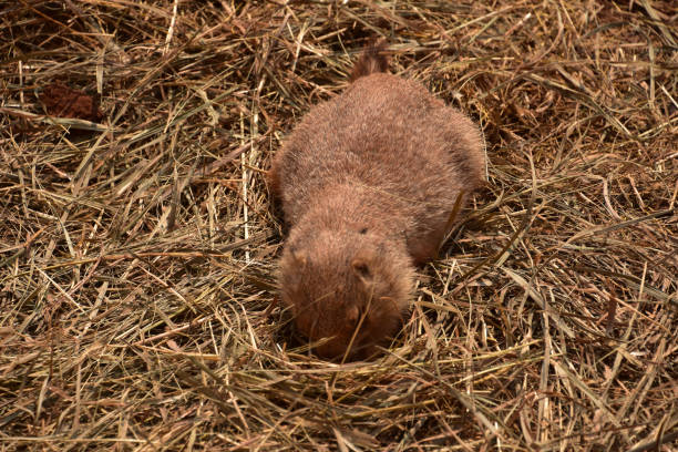 istock Black Tailed Prairie Dog with his Face in Hay 1381380622