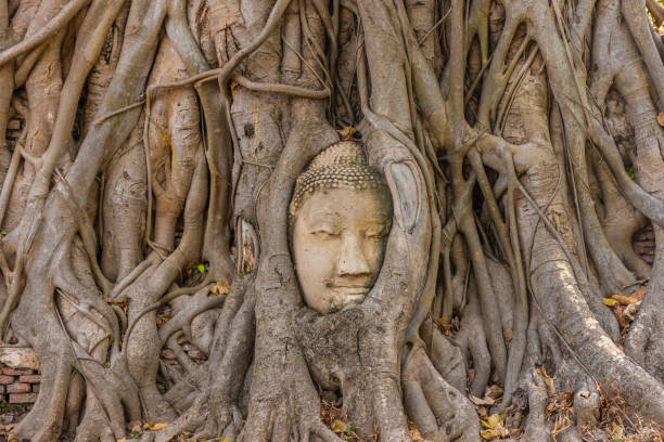 istock Buddha head embedded in a Banyan Tree in Ayutthaya, Thailand 1381385561