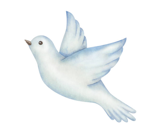 Watercolor illustration of hand painted bird flying with spread wings, blue white dove, pigeon. Symbol of peace Watercolor illustration of hand painted bird flying with spread wings, blue white dove, pigeon. Isolated on white clip art element. Symbol of peace church clipart stock illustrations