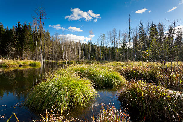 marshland stock photo