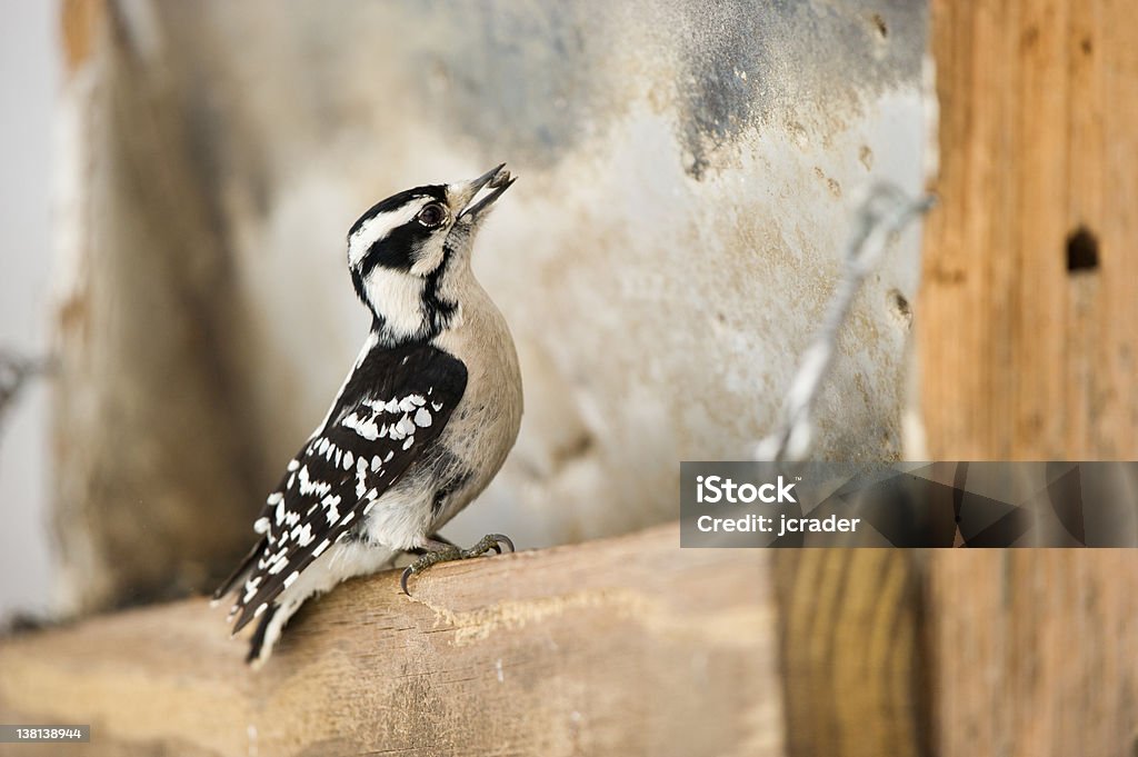 Female Downy Woodpecker with sunflower seed on bird feeder Female Downy Woodpecker with sunflower seed on bird feeder, winter, Davenport, IA, Iowa Bird Stock Photo