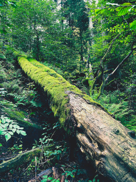 istock An old and overgrown tree trunk in the Black Forest in Germany. 1381390932