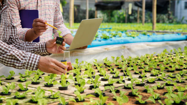Smart agriculture technology concept - Farmer ckecking water ph value of organic hydroponic red oak in plant nursery farm. Smart agriculture stock photo