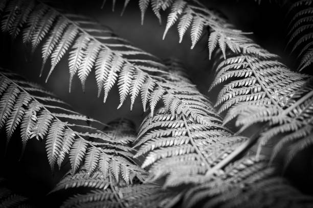 istock Nature patterns, tree fern fronds close-up 1381408437