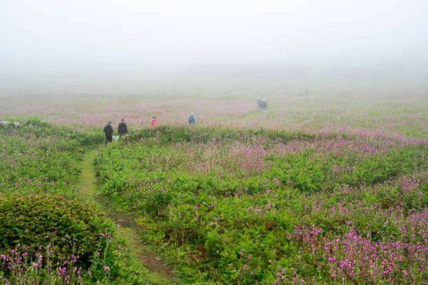 Skomer Island, Wales, UK, June 9, 2021 : People walking and hiking through the countryside landscape during misty fog weather having arrived on a boat trip to see the puffins, stock photo image