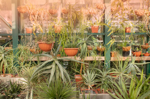 istock Cactus in pots in a greenhouse 1381420123