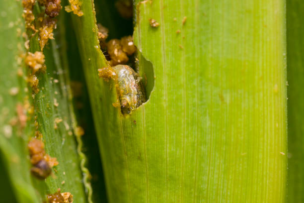 istock Fall armyworm Spodoptera frugiperda (Smith 1797) on the corn leaf 1381422419
