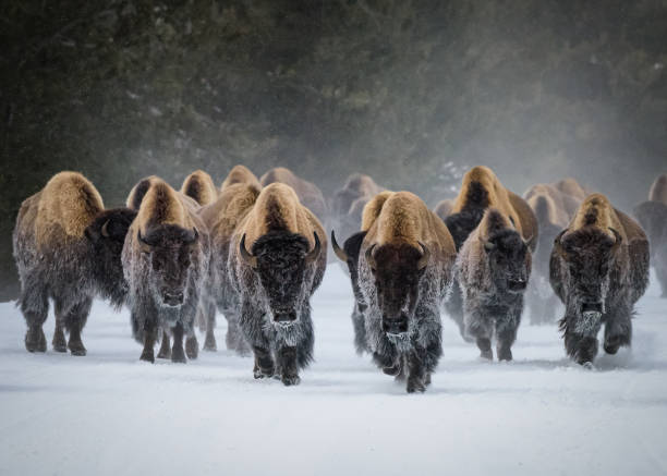 herde amerikanischer bisons, yellowstone-nationalpark. winterszene. - american bison stock-fotos und bilder