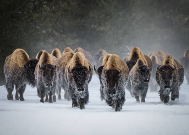 アメリカンバイソンの群れ、イエローストーン国立公園。冬のシーン。 - footed ストックフォトと画像