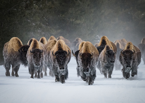 Yellowstone National Park. Herd of Bison in the snow.