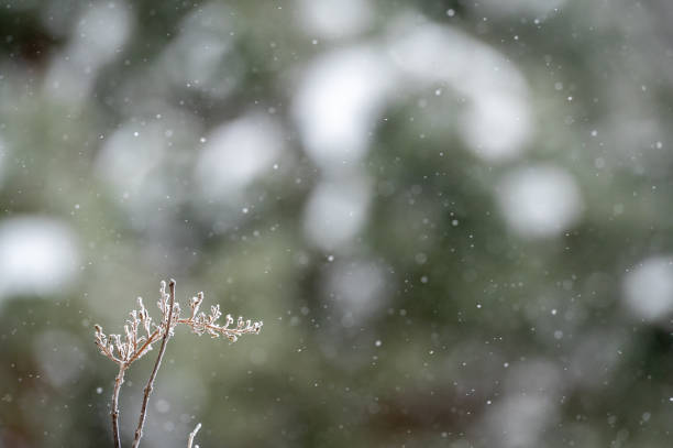 istock Snow falls near a lone twig. 1381429966