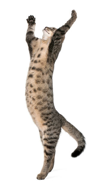 istock Mixed-breed cat, Felis catus, 6 months old, standing 138143841
