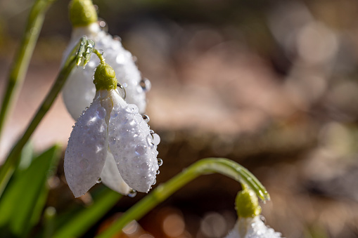 Tender spring flowers snowdrops harbingers with water drops. White blooming snowdrop folded Galanthus plicatus close up, macro photo Spring sunny day in the forest. Easter picture