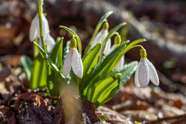 istock Tender spring flowers snowdrops harbingers with water drops. White blooming snowdrop folded or Galanthus plicatus close up, macro photo. Spring sunny day in the forest 1381445950