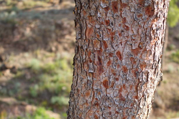 istock closeup of a rough mediterranean pine trunk 1381447035