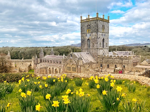 St David’s, Pembrokeshire, Wales - March 2022:  Daffodils in flower in March in front of St David’s cathedral in west Wales