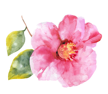 Hand drawn watercolor camellia. Collection of camellias, buds and leaves on a white background.