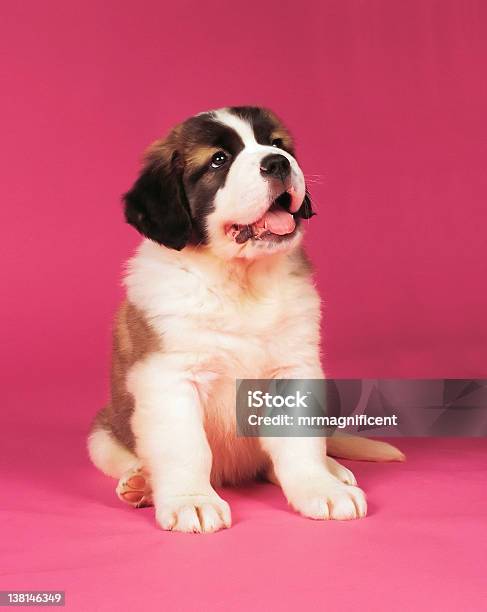 セントバーナード子犬 - セントバーナードのストックフォトや画像を多数ご用意 - セントバーナード, 子犬, ふわふわ