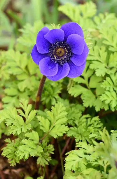 Closeup of the blue flower of Anemone Coronaria Mr Fokker.
