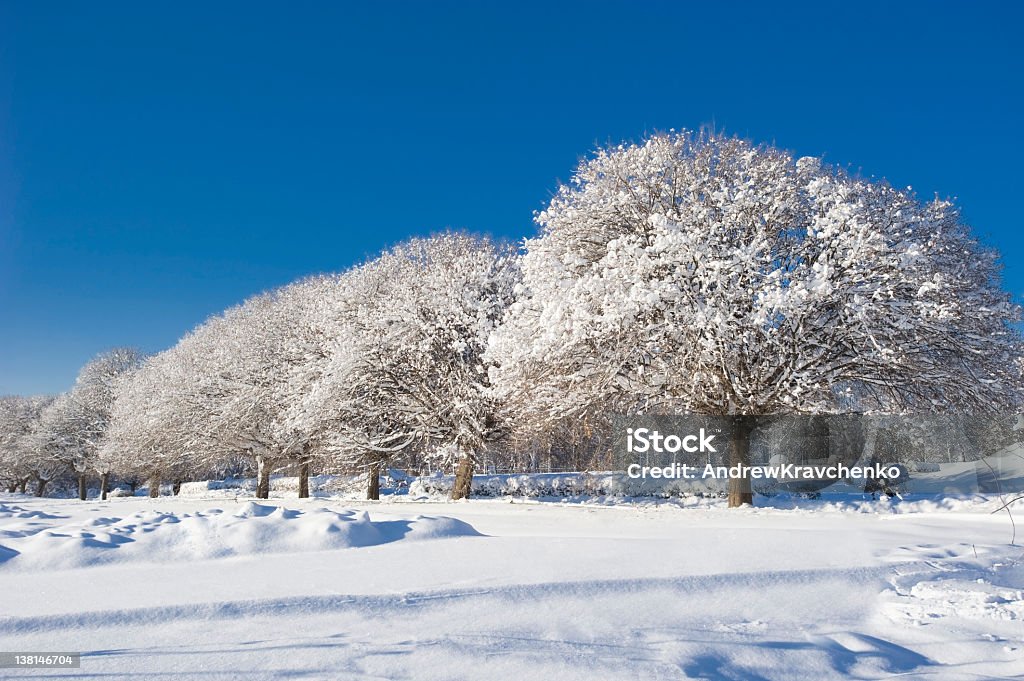 Winter trees Beauty In Nature Stock Photo