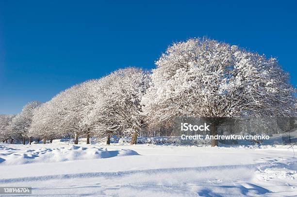 Winter Trees Stock Photo - Download Image Now - Beauty In Nature, Blue, Branch - Plant Part