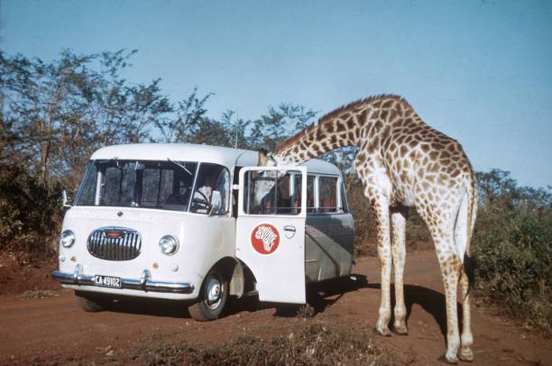 South Africa, 1969. Curious giraffe looks into a safari bus.