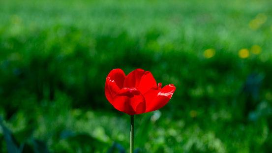 Blossoming red tulip on a green grass background. Spring season. Web banner.