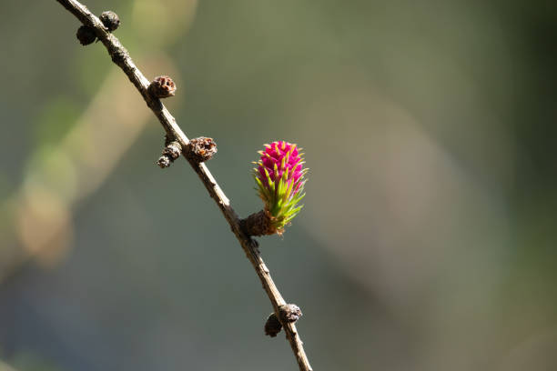 The blossom of a larch in spring