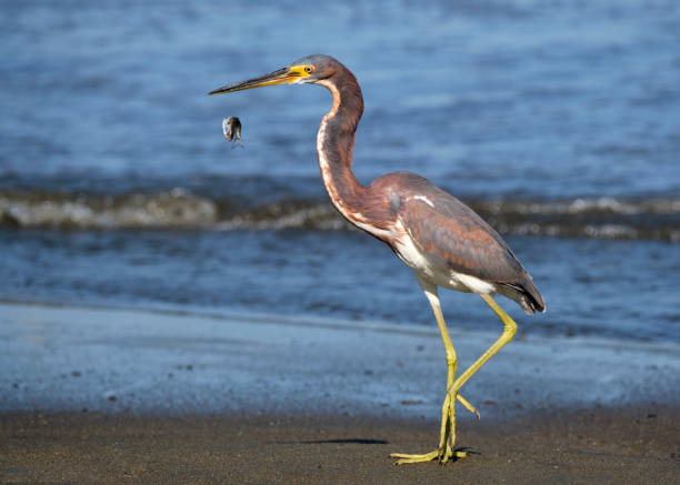 Fish escapes from tricolored heron A small silver fish escapes the beak of a tricolored heron on a costa rica beach tricolored heron stock pictures, royalty-free photos & images