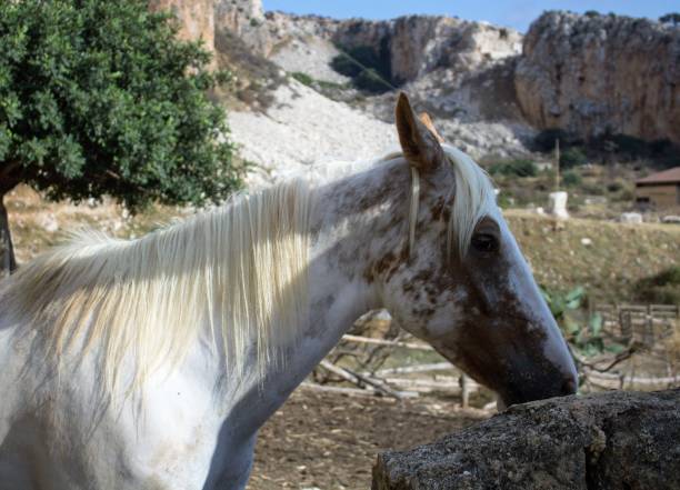 istock white horse in nature 1381481599