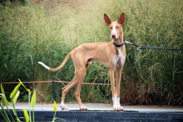istock dog on a leash in a public garden 1381482127