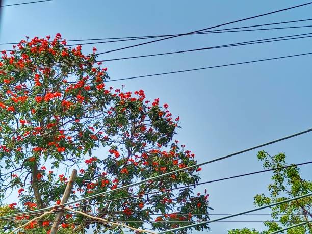 istock Orange Ashoka flowers blooming 1381483263