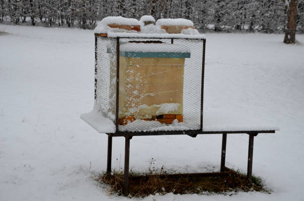 istock covered hives on an apiary using a plastic net. protection from birds in winter. they like to bother wintering bees by pecking and stealing bees. the nets work well and the bees can fly through its 1381488773