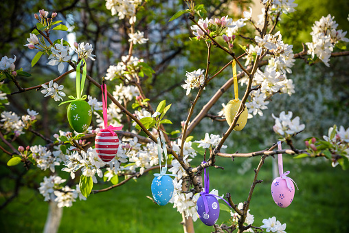 Decorative Easter eggs hanging on sakura branch with tender blossom, bright blue sky, sunlight, spring blooming.