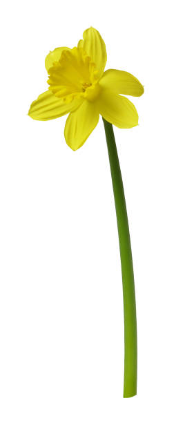 Yellow narcissus flower isolated on white