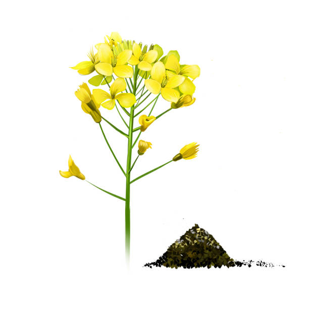 ilustraciones, imágenes clip art, dibujos animados e iconos de stock de flores de mostaza negra aisladas sobre blanco. planta amarilla mostaza negra. brassica nigra planta anual cultivada para semillas, utilizada como especia. ilustración botánica de hierbas y especias. acuarela de arte digital. - mustard ground yellow spice