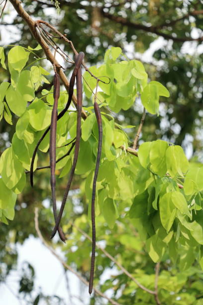 istock Ripe fruit of the golden shower tree 1381502683