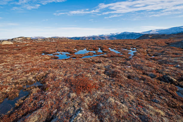 istock Wetlands in the High Arctic in Fall 1381503770