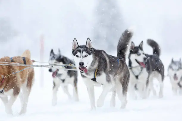 Photo of Dog sledding with huskies. Austrian Alps