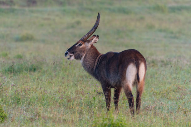 Waterbuck, kobus ellipsiprymnus, in Kenya